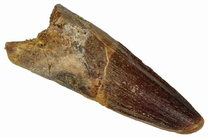 Fossil Spinosaurus Tooth - Real Dinosaur Tooth #360104